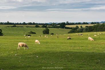 ベッドアンドブレックファースト Park Farm