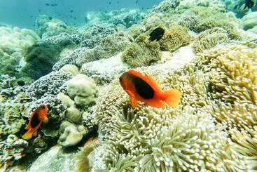 Albergue Serene Resort Koh Lipe