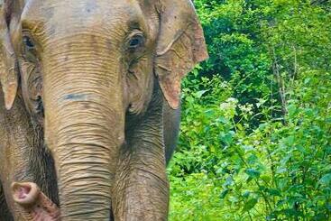 پانسیون Elite Safari Resort