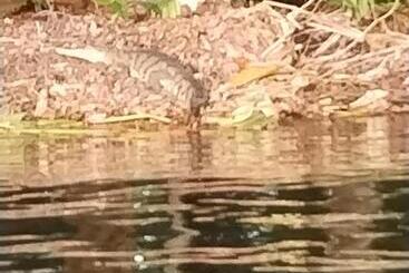 هتل آپارتمان Cabinas Agamy