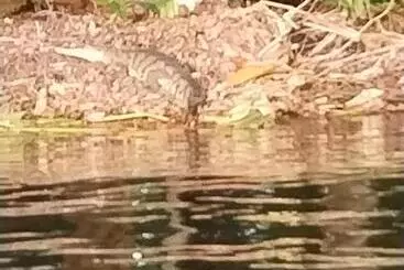 Huoneistohotelli Cabinas Agamy