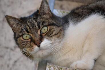 צימר Cascina Folletto