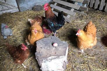 ベッドアンドブレックファースト Chambres D Hotes Manoir Kerhuella