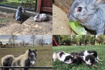 פנסיון Family Farm Vendégház