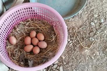 Pensió Lemax Homestay And Thailand Tours