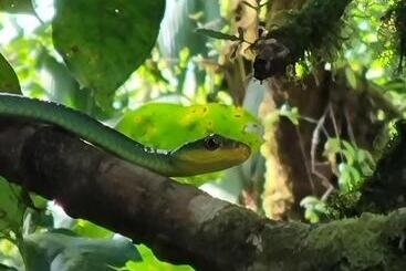 מלון כמוסות Refugio La Paz Ecoglamping