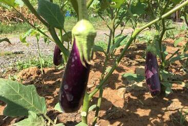 بنسيون My Parents Guesthouse