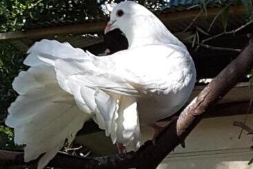 Bed and Breakfast The Dove Cote