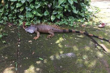 هتل De Campo Apastepe