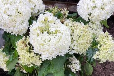 هاستل Nygård Boende