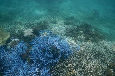 Pansiyon 奄美ゲストハウス宇宿サンライズビーチ