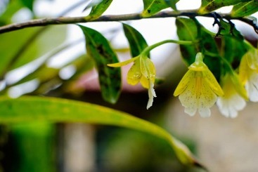 민박 Gingerbread Hotel And Restaurant