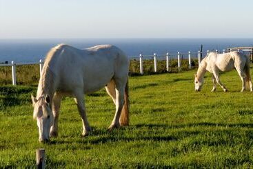 فندق Tniqua Stable Inn