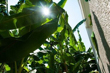 Aparthotel Studios Margarita