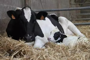 Pensione Chambres D Hôtes Moulin Du Couedic