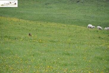 شقق خاصة سياحية Appartamenti Green Esclusivo Riservato Soleggiato