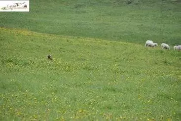 Turistihuoneistot Appartamenti Green Esclusivo Riservato Soleggiato