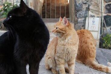 Pensão L'isola Guesthouse