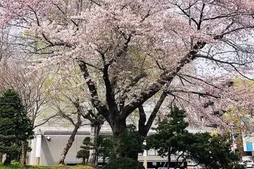 ペンション Guesthouse Otaru Wanokaze