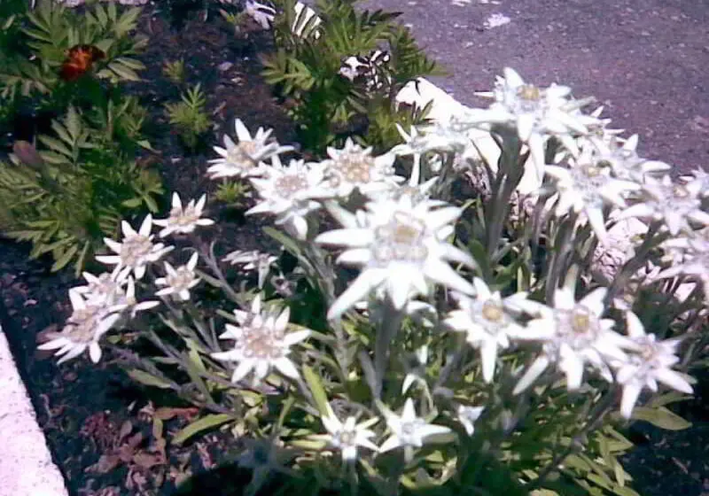 ホテル Edelweiss Candanchu