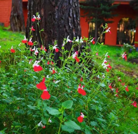 Hospedium Hostal Almanzor