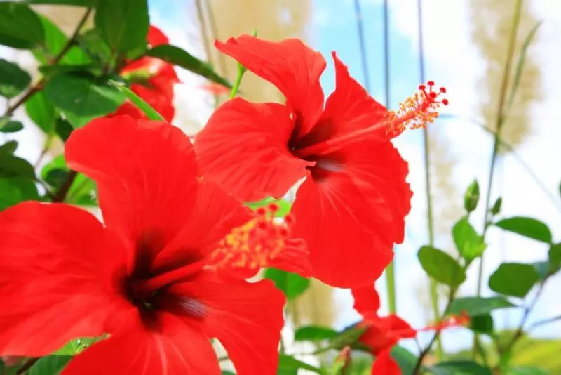 Отель Villa Columbus Family Boutique