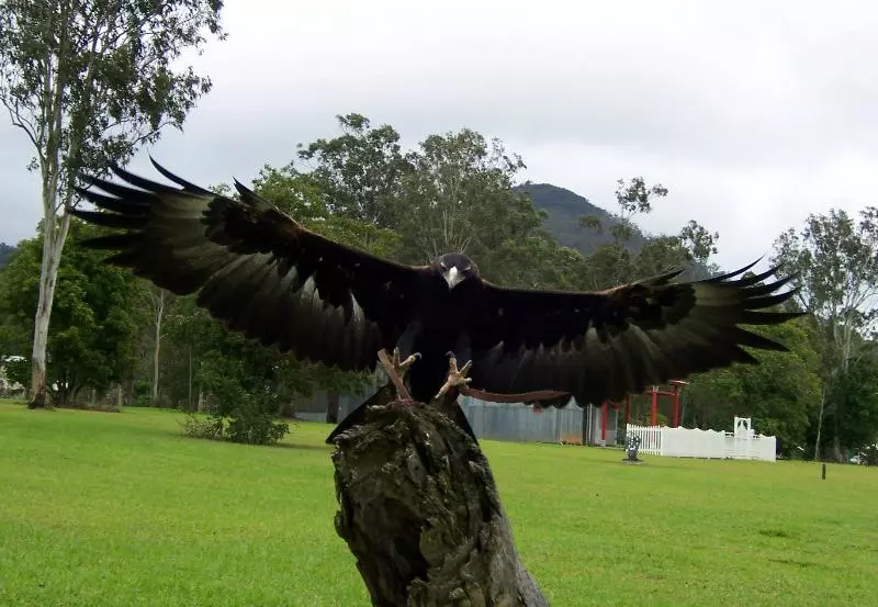 Отель Oreillys Rainforest Retreat