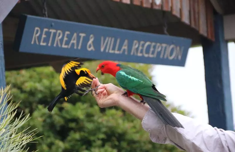 Отель Oreillys Rainforest Retreat