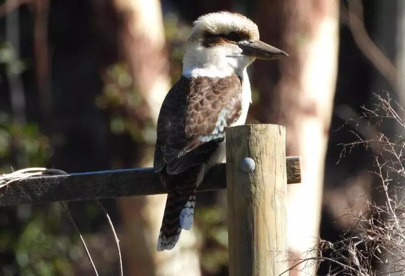 The Bower At Broulee