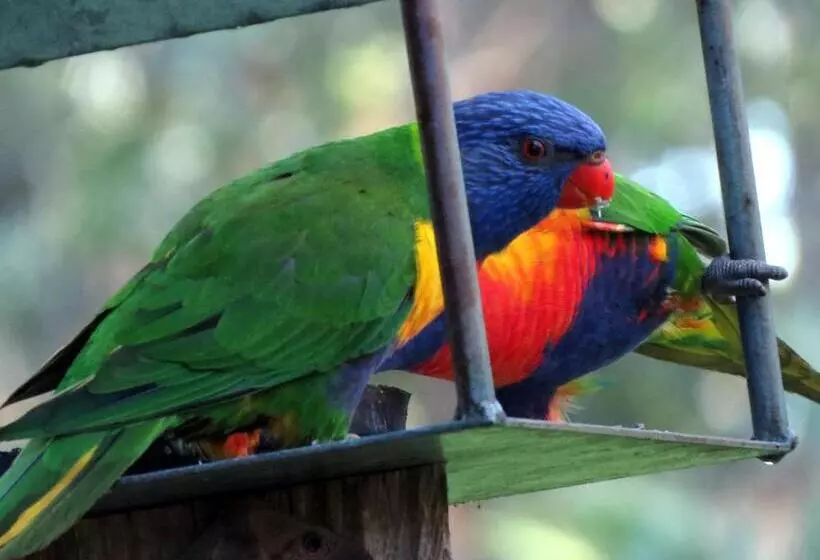 The Bower At Broulee