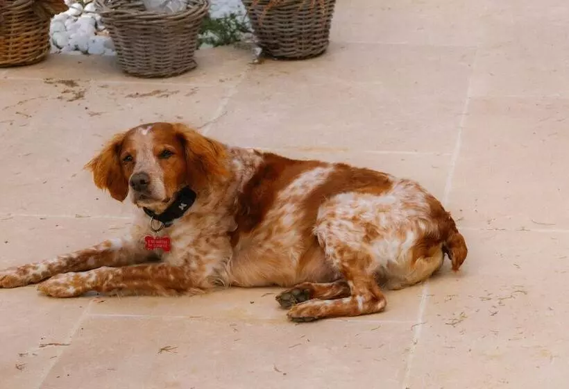 酒店 Les Messugues