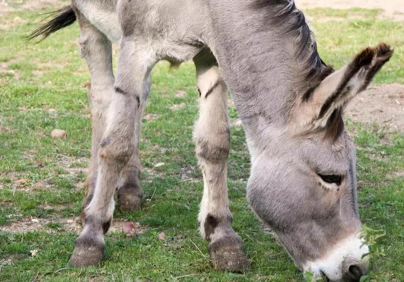 Hotel Ibis Orleans Centre Gare