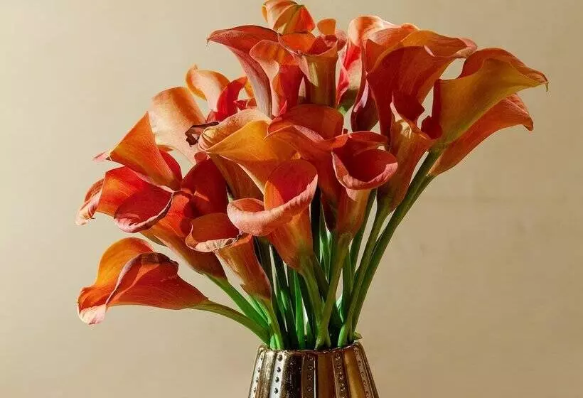 Bio Hotel Raphael   Relais & Châteaux