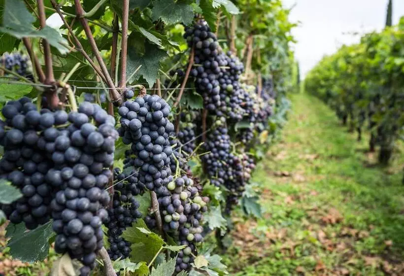 酒店 Valpolicella International