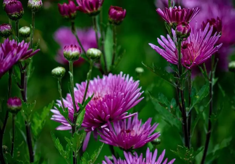 Lp Los Portales Hotel Tarma