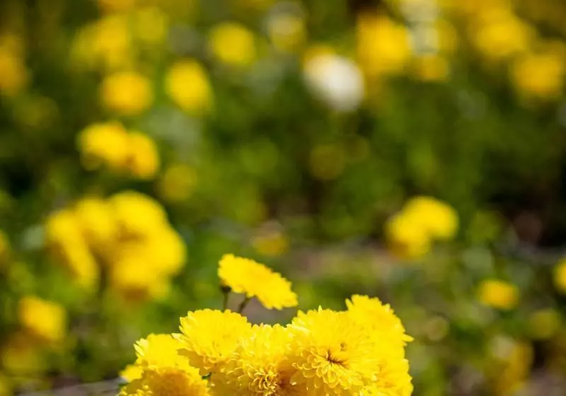 Lp Los Portales Hotel Tarma