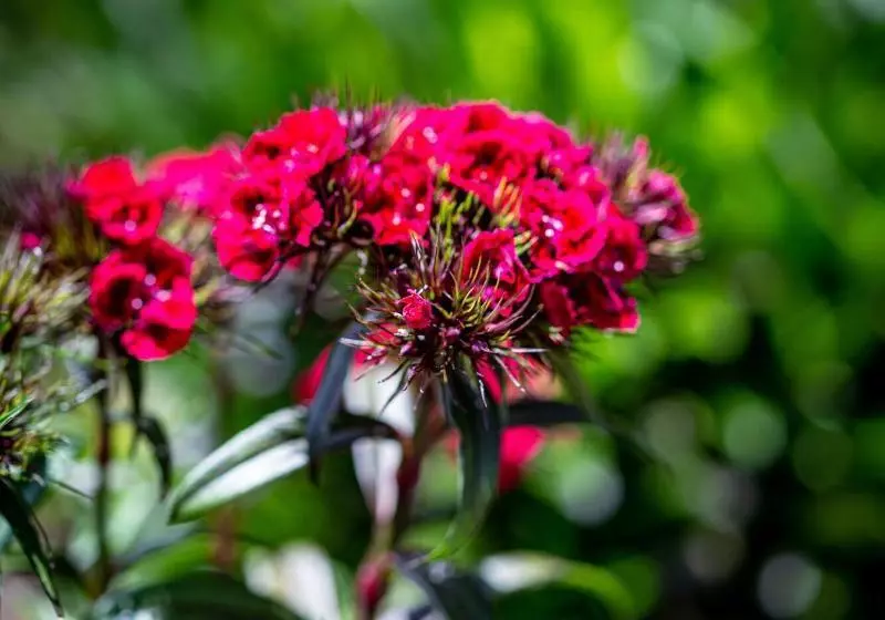 Lp Los Portales Hotel Tarma