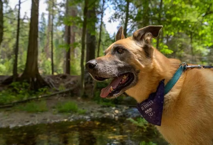 Отель Tenaya At Yosemite