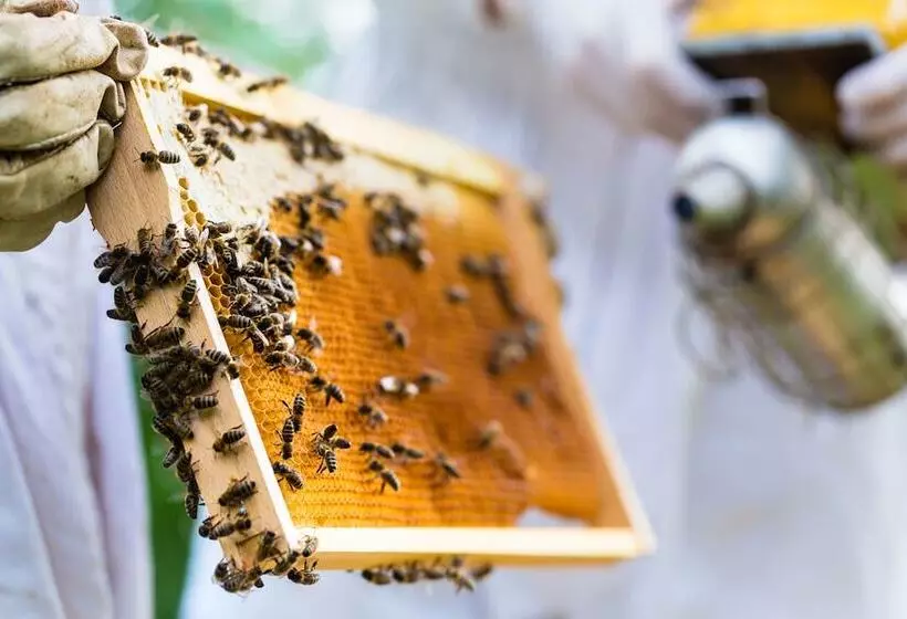 Отель Ojai Valley Inn