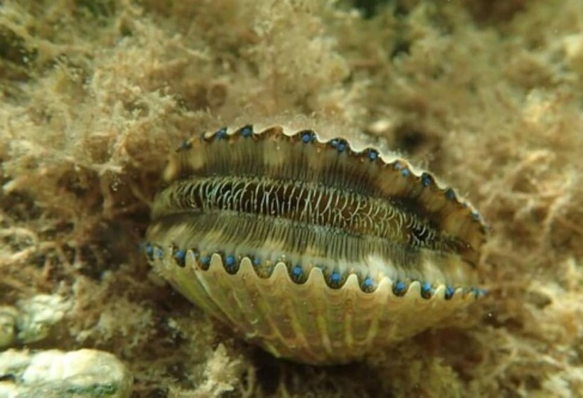 Plantation Resort On Crystal River, Ascend Hotel Collection