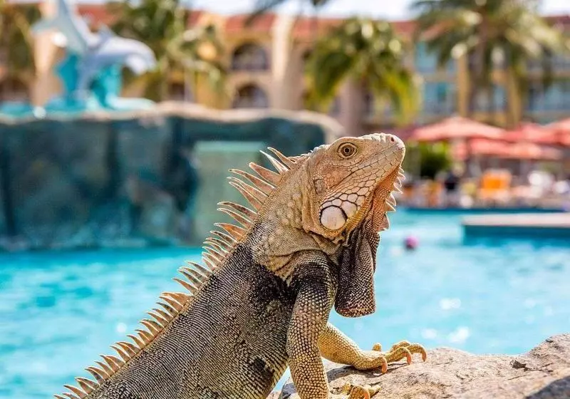 Bluegreen At La Cabana Beach Resort & Casino