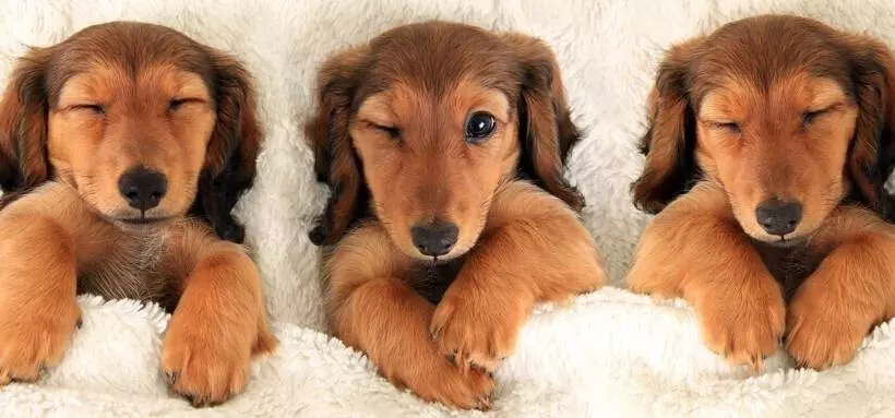 فندق The Essex Resort & Spa