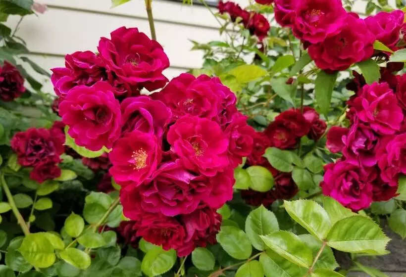 Lakeview Motel & Suites