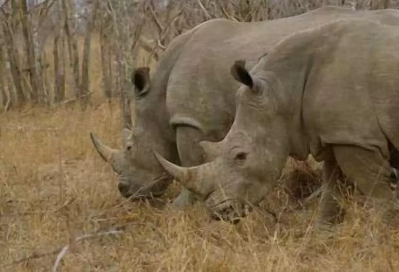 酒店 Matumi Game Lodge