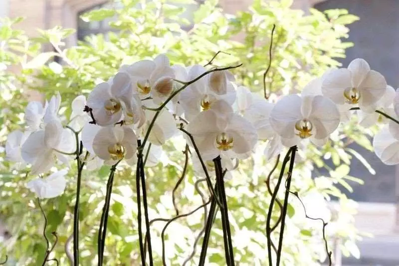 هتل Louvre Marsollier Opera