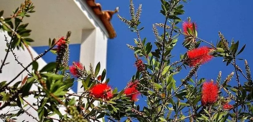 Sunny Day S Hotel Apartments