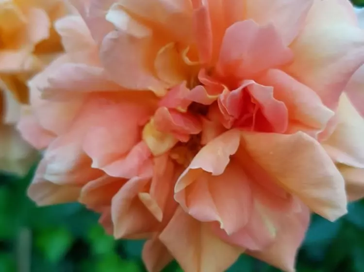 ホテル Panoramic Montepulciano