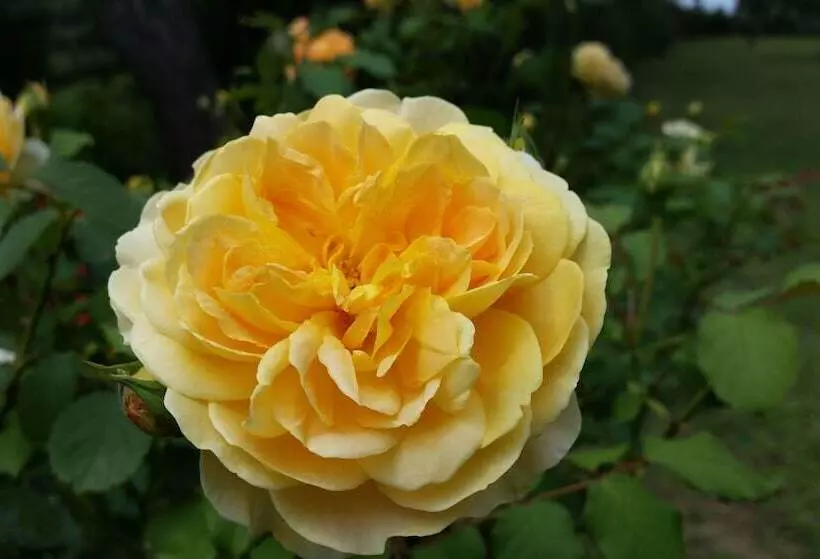 ホテル Panoramic Montepulciano