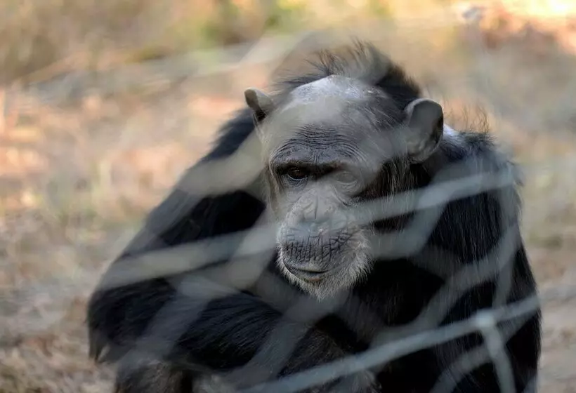 هتل Sweetwaters Serena Camp