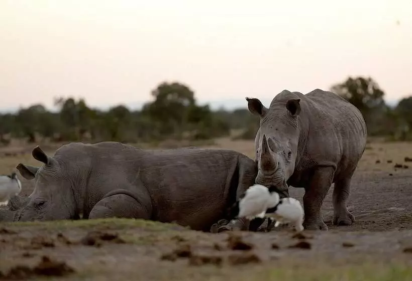 هتل Sweetwaters Serena Camp